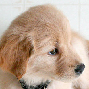 Mountainview Animal Hospital